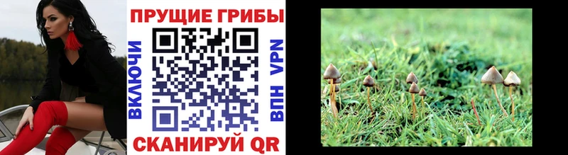 Галлюциногенные грибы Psilocybine cubensis  как найти   гидра tor  Плавск 